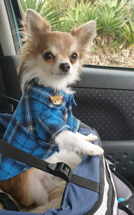 chihuahua chip1.jpg